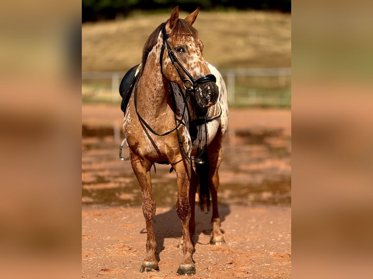 Appaloosa Klacz 4 lat 155 cm Tarantowata in Bexbach