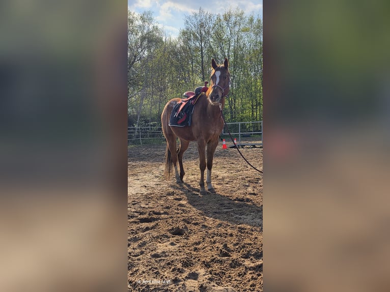 Appaloosa Klacz 4 lat 157 cm Cisawa in Dickel