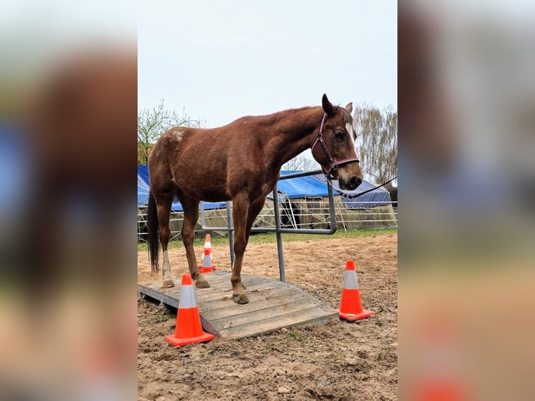 Appaloosa Klacz 4 lat 157 cm Cisawa in Dickel