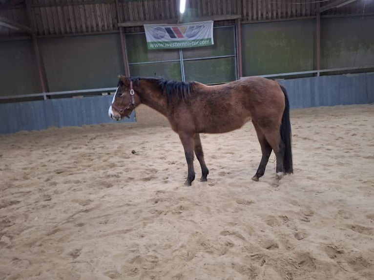 Appaloosa Klacz 4 lat 160 cm Gniada in Rehden
