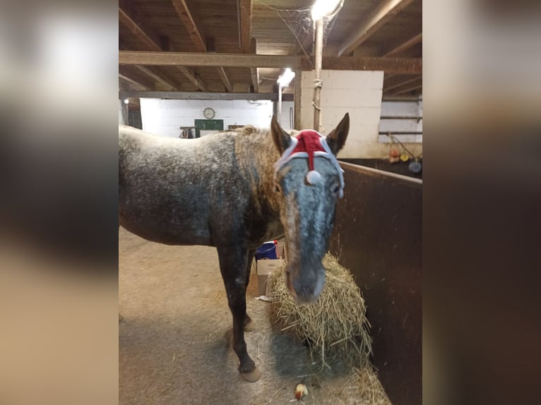 Appaloosa Klacz 4 lat 160 cm Tarantowata in Gangelt