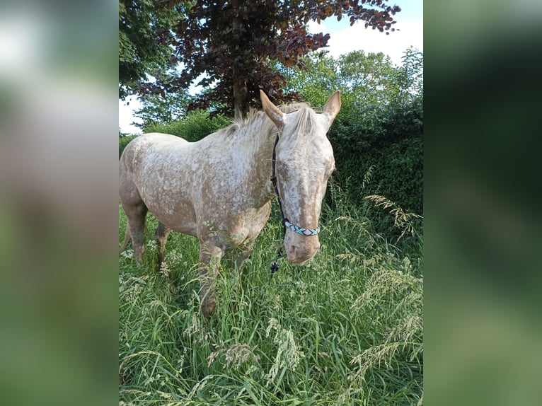 Appaloosa Klacz 4 lat 160 cm Tarantowata in Gangelt