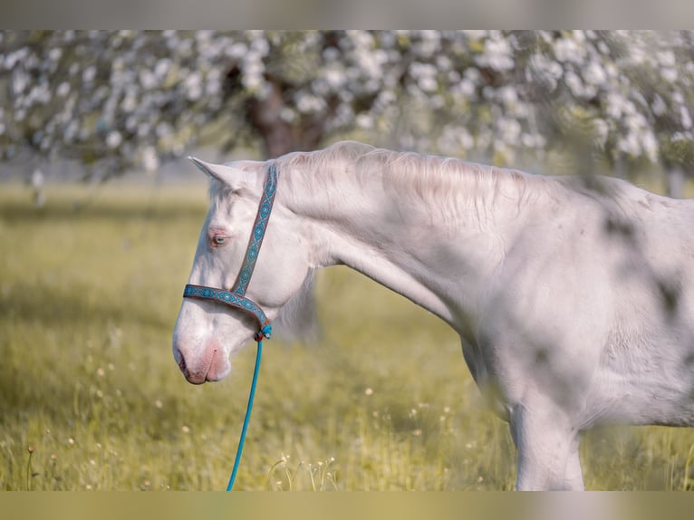 Appaloosa Mix Klacz 4 lat 164 cm Perlino in Lauchringen