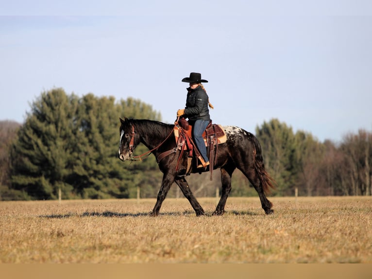 Appaloosa Mix Klacz 5 lat 147 cm Kara in Clarion