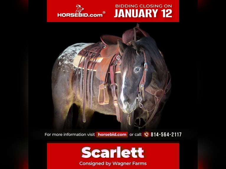 Appaloosa Mix Klacz 5 lat 147 cm Kara in Clarion