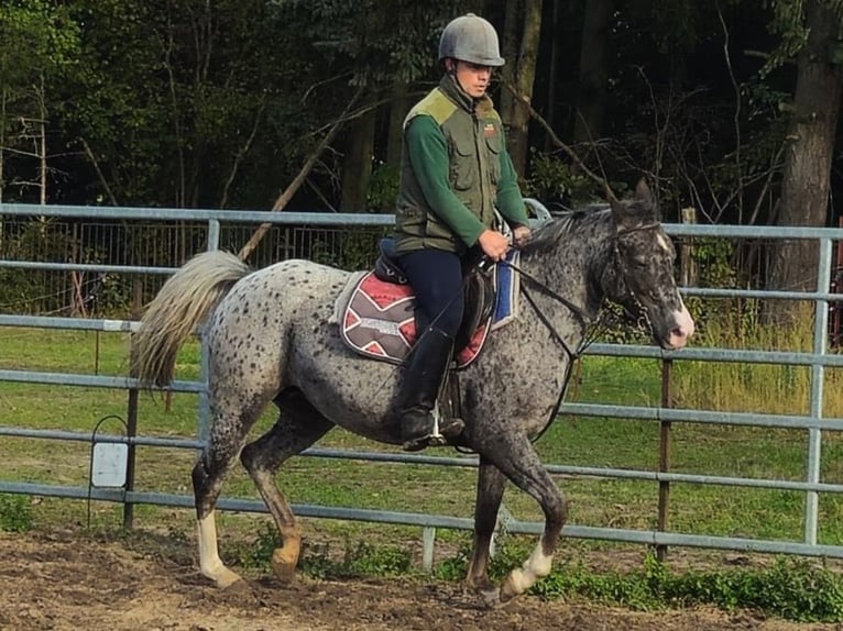 Appaloosa Mix Klacz 5 lat 148 cm Tarantowata in Wust-Fischbeck