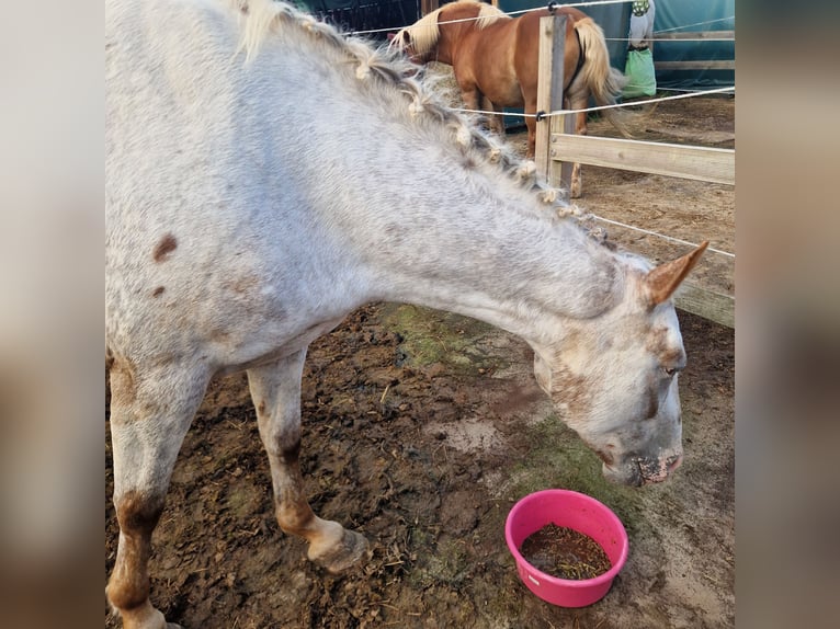 Appaloosa Mix Klacz 5 lat 148 cm Tarantowata in Aurich