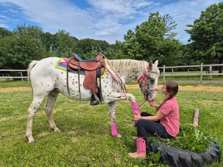 Appaloosa Klacz 5 lat 149 cm Tarantowata in Linkenbach