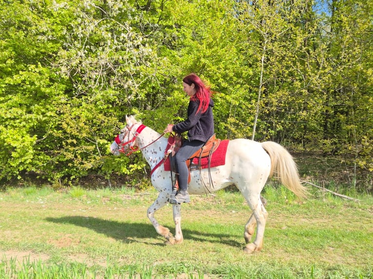 Appaloosa Klacz 5 lat 149 cm Tarantowata in Linkenbach