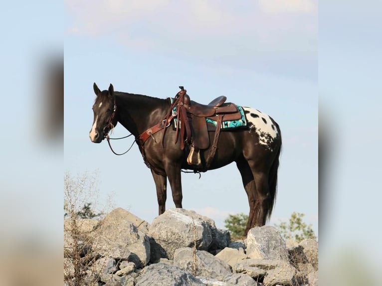 Appaloosa Mix Klacz 5 lat 152 cm in Rebersburg, PA