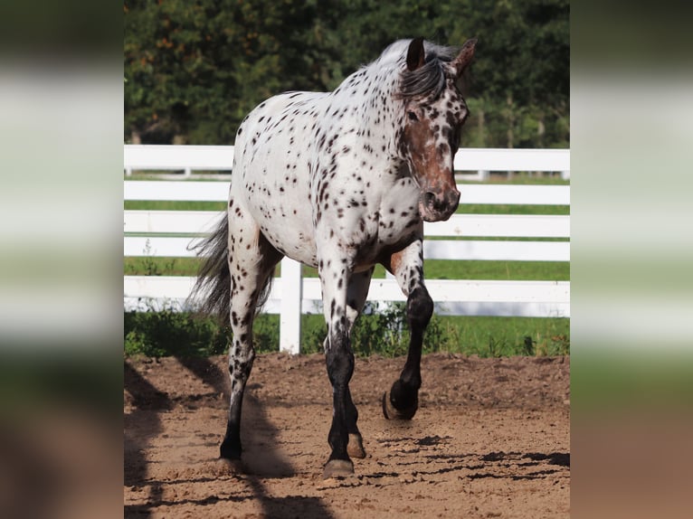 Appaloosa Mix Klacz 5 lat 153 cm Tarantowata in Oberlangen Appaloosa Mix Klacz 5 lat 153 cm Tarantowata in Oberlangen