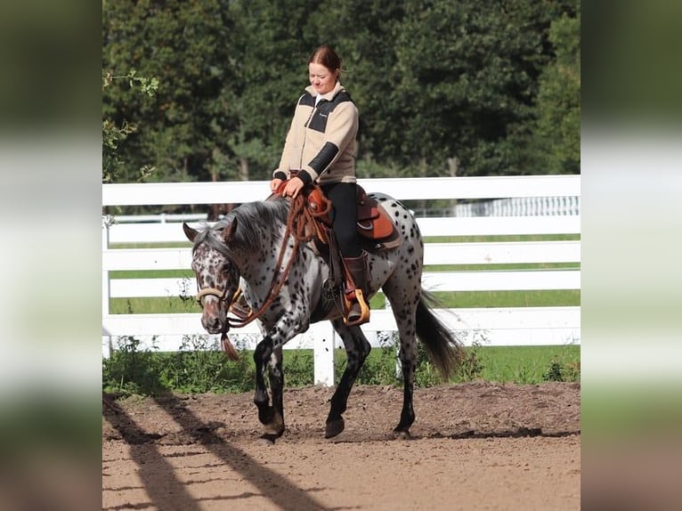 Appaloosa Mix Klacz 5 lat 153 cm Tarantowata in Oberhausen