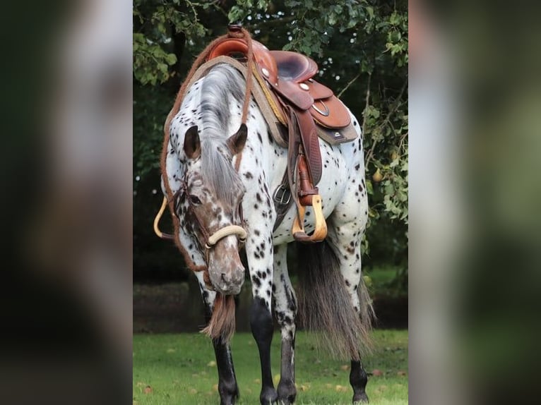 Appaloosa Mix Klacz 5 lat 153 cm Tarantowata in Oberhausen