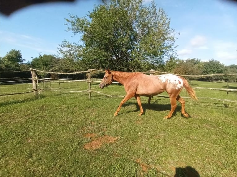 Appaloosa Klacz 5 lat 154 cm Ciemnokasztanowata in Komen