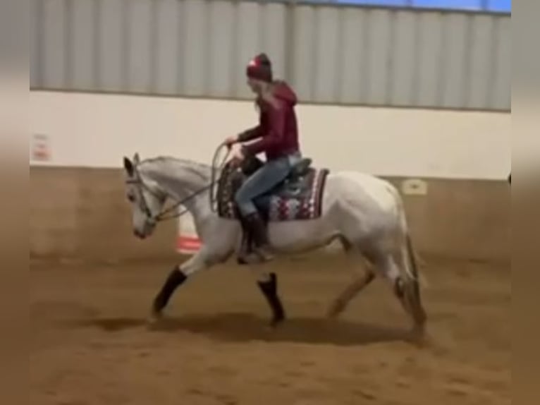 Appaloosa Klacz 5 lat 155 cm Gniada in Morbach