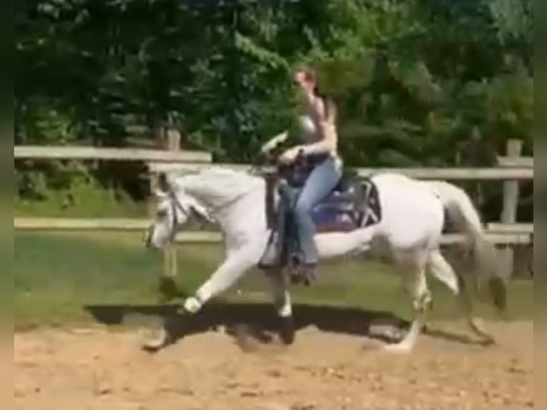 Appaloosa Klacz 5 lat 155 cm Gniada in Morbach