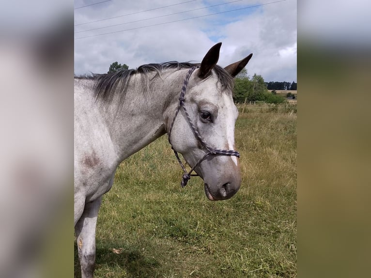 Appaloosa Klacz 5 lat 155 cm Gniada in Morbach