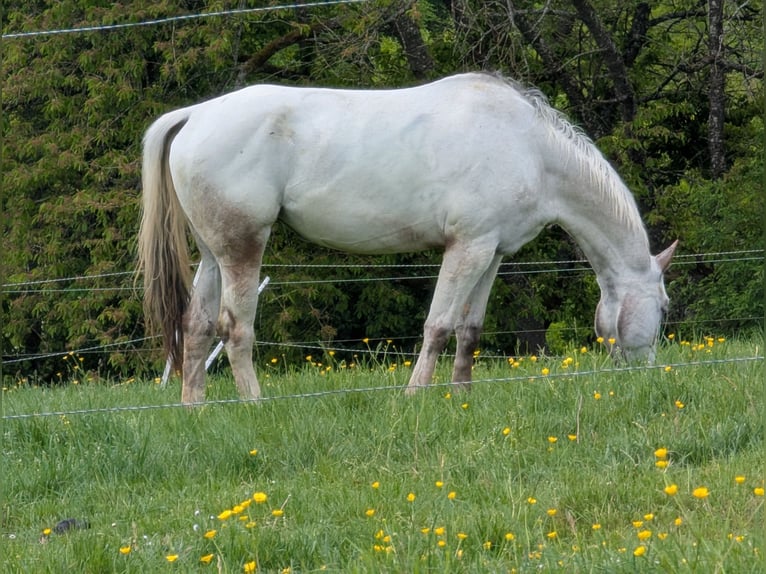 Appaloosa Klacz 5 lat 155 cm Gniada in Morbach