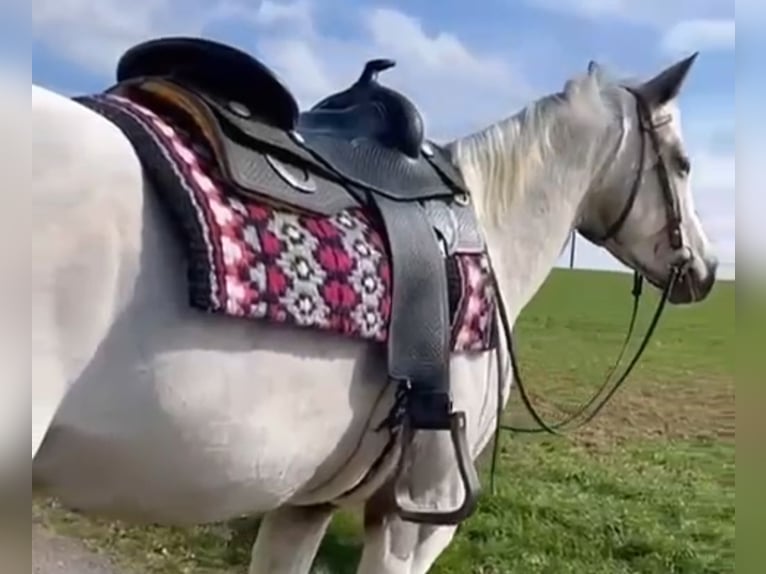 Appaloosa Klacz 5 lat 155 cm Gniada in Morbach