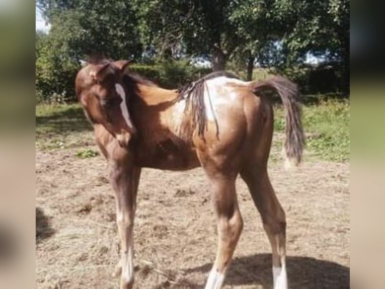 Appaloosa Klacz 5 lat 155 cm Gniada in Morbach