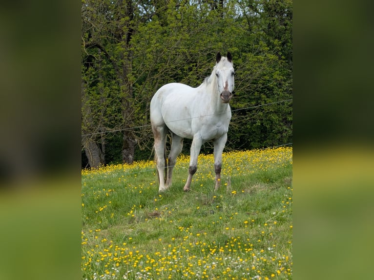 Appaloosa Klacz 5 lat 155 cm Gniada in Morbach