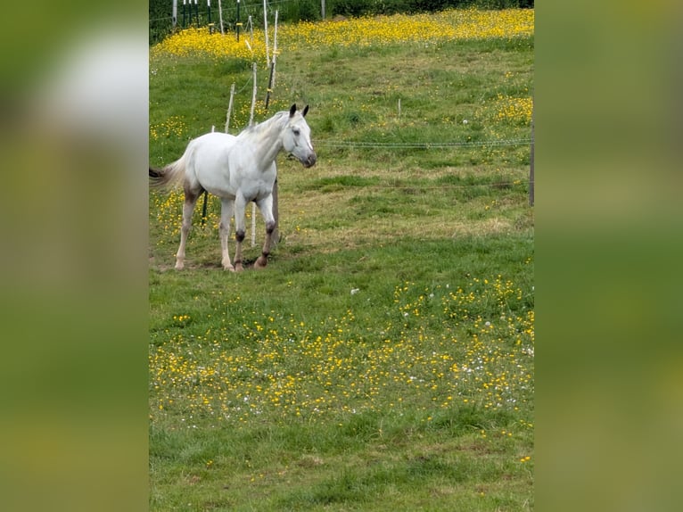 Appaloosa Klacz 5 lat 155 cm Gniada in Morbach