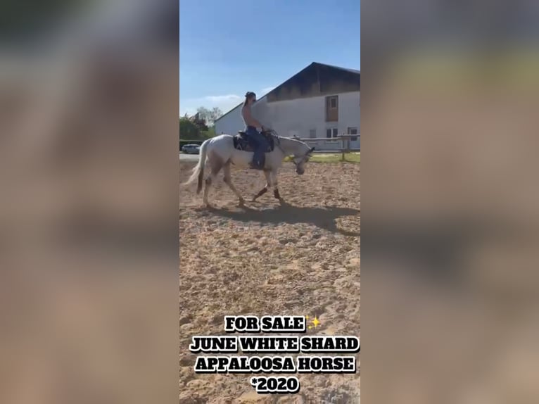 Appaloosa Klacz 5 lat 155 cm Gniada in Morbach