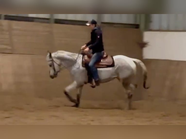Appaloosa Klacz 5 lat 155 cm Gniada in Morbach