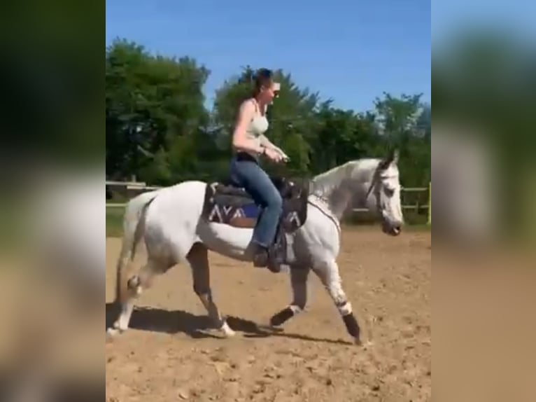 Appaloosa Klacz 5 lat 155 cm Gniada in Morbach