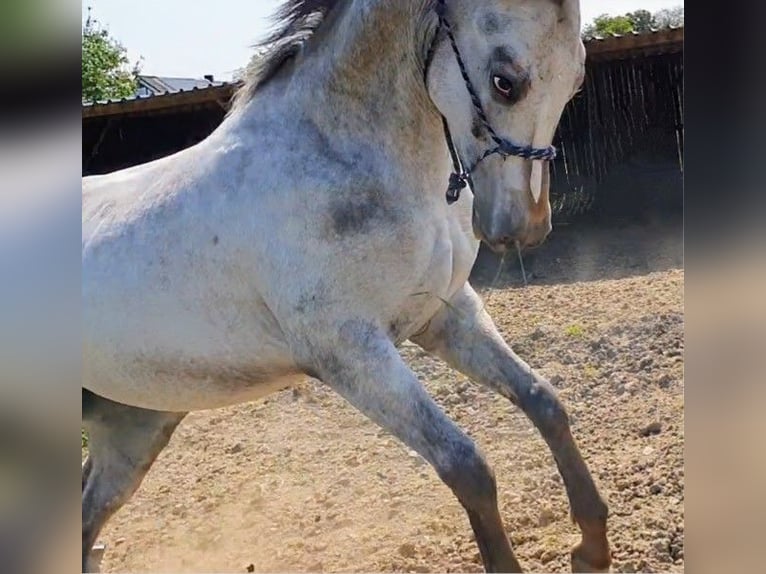 Appaloosa Klacz 5 lat 155 cm Gniada in Morbach