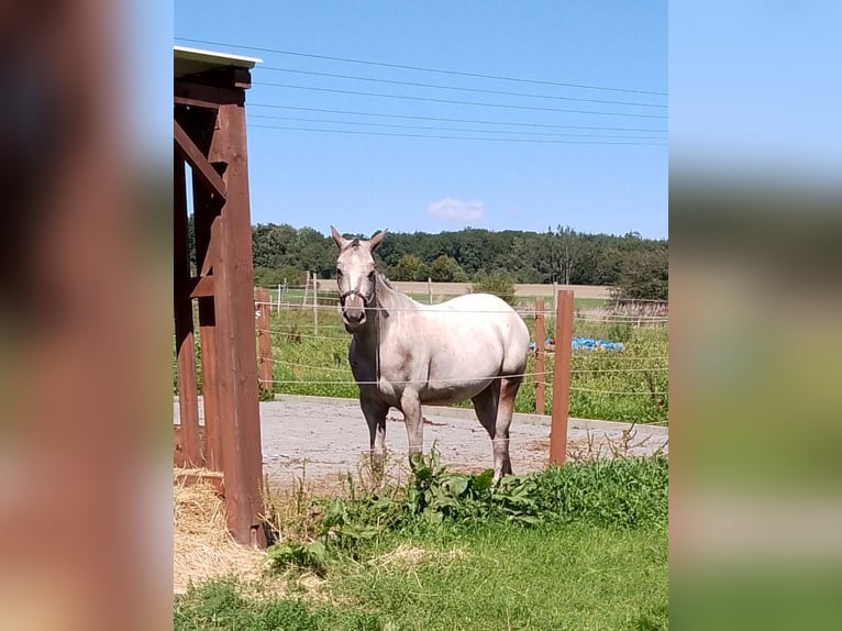 Appaloosa Klacz 5 lat 155 cm Gniada in Morbach