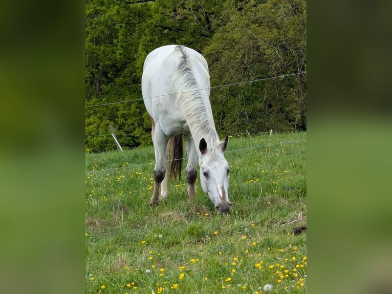 Appaloosa Klacz 5 lat 155 cm Gniada in Morbach