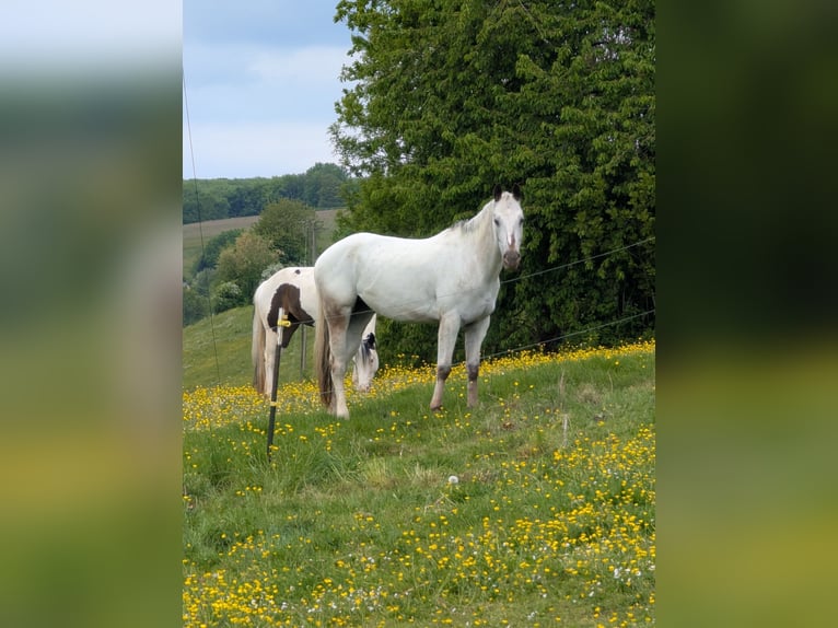 Appaloosa Klacz 5 lat 155 cm Gniada in Morbach