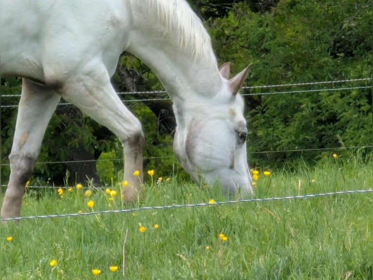 Appaloosa Klacz 5 lat 155 cm Gniada in Morbach