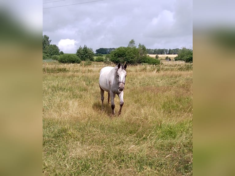 Appaloosa Klacz 5 lat 155 cm Gniada in Morbach