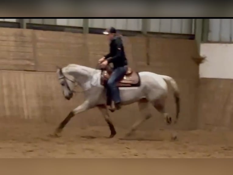 Appaloosa Klacz 5 lat 155 cm Gniada in Morbach