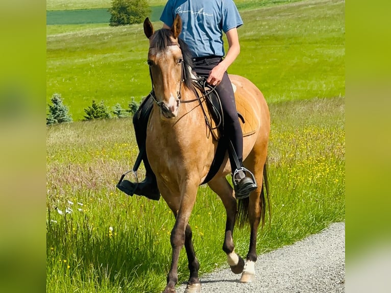 Appaloosa Klacz 5 lat 155 cm Gniadodereszowata in Rheinbach