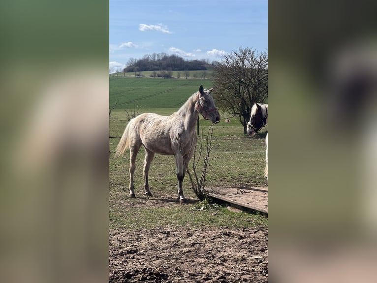 Appaloosa Mix Klacz 5 lat 158 cm Karodereszowata in Ecklingerode