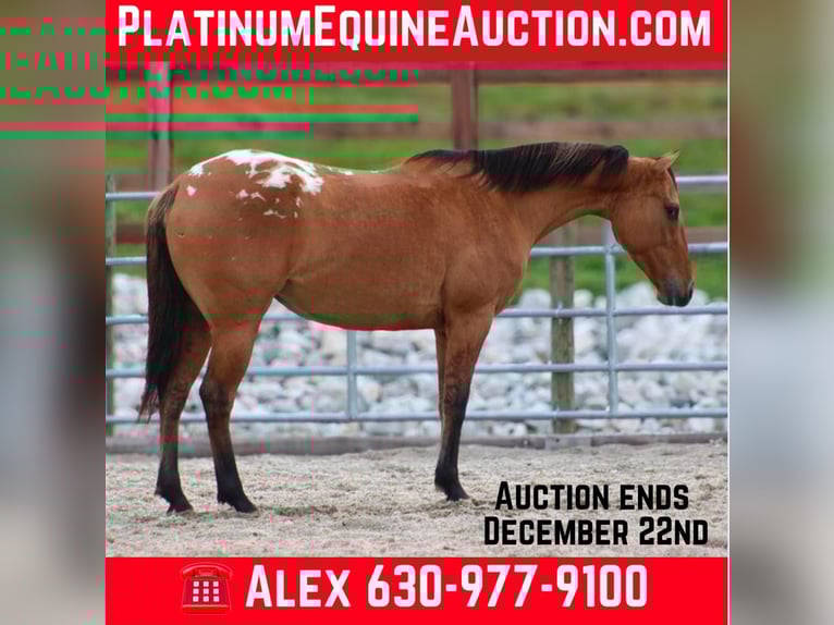 Appaloosa Klacz 5 lat Bułana in Hardinsburg IN