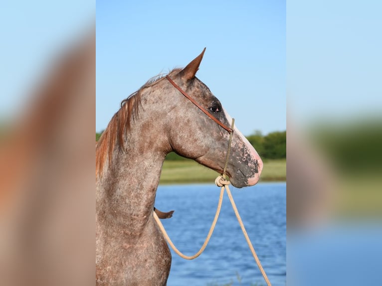 Appaloosa Klacz 5 lat Kasztanowatodereszowata in Guthrie OK