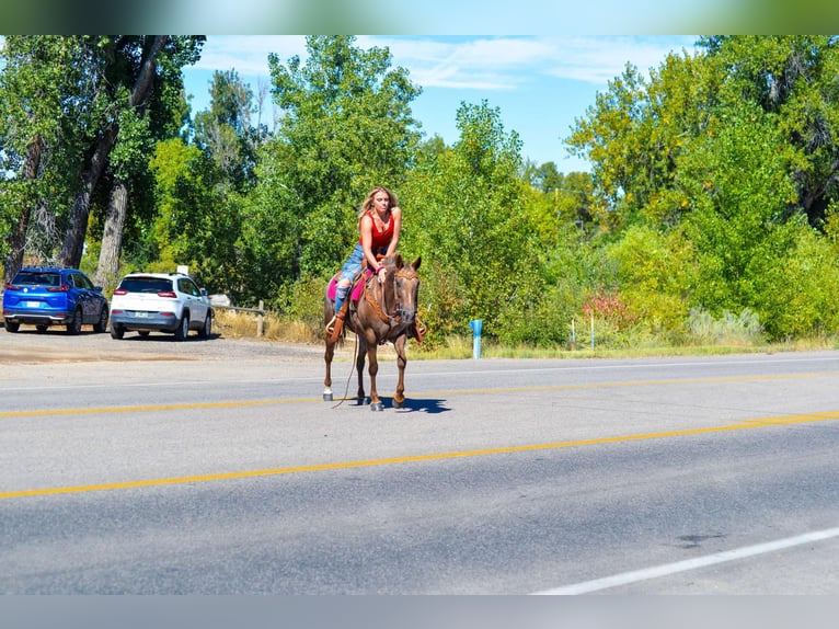 Appaloosa Klacz 6 lat 137 cm Ciemnokasztanowata in Fort Collins, CO