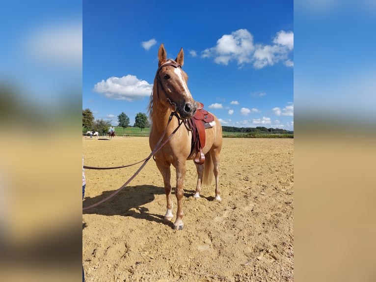 Appaloosa Klacz 6 lat 147 cm in Lindlar