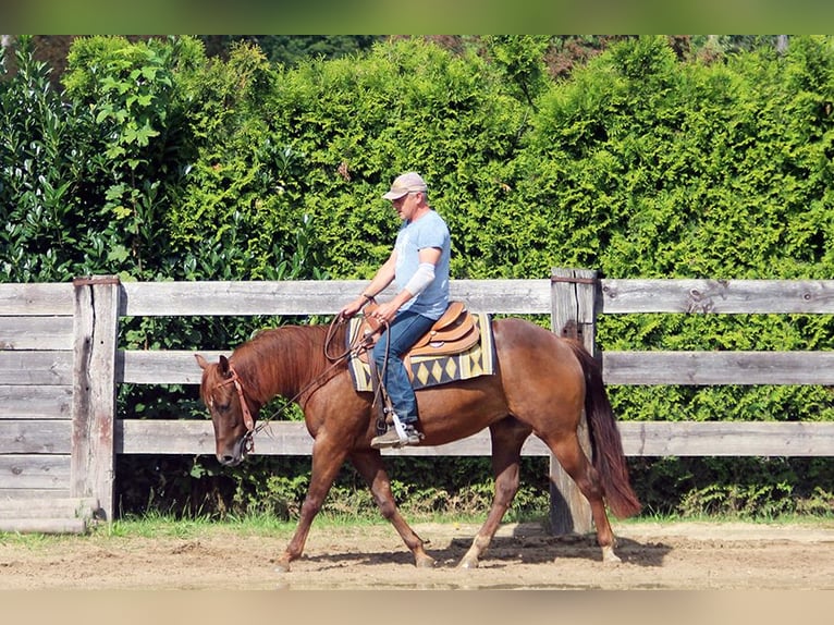 Appaloosa Klacz 6 lat 148 cm Ciemnokasztanowata in Ratingen
