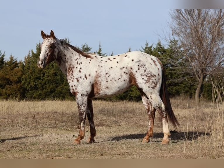 Appaloosa Klacz 6 lat 150 cm Ciemnokasztanowata in Perry