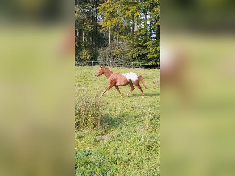 Appaloosa Klacz 6 lat 150 cm Kasztanowata in Velbert