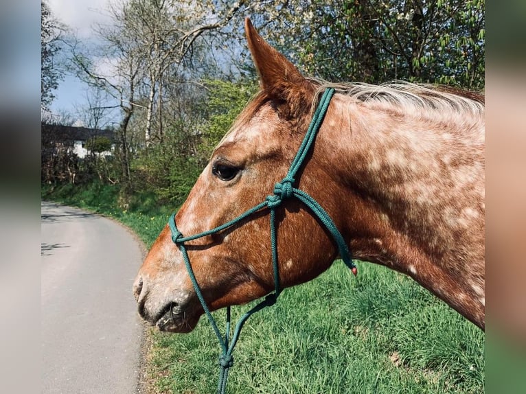 Appaloosa Klacz 6 lat 153 cm Kasztanowata in Enspel