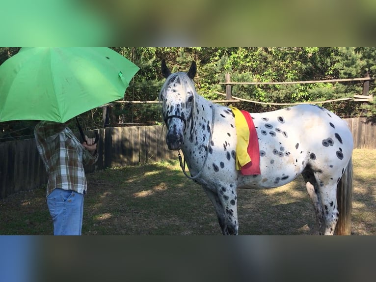 Appaloosa Klacz 6 lat 155 cm Tarantowata in Jestrabi