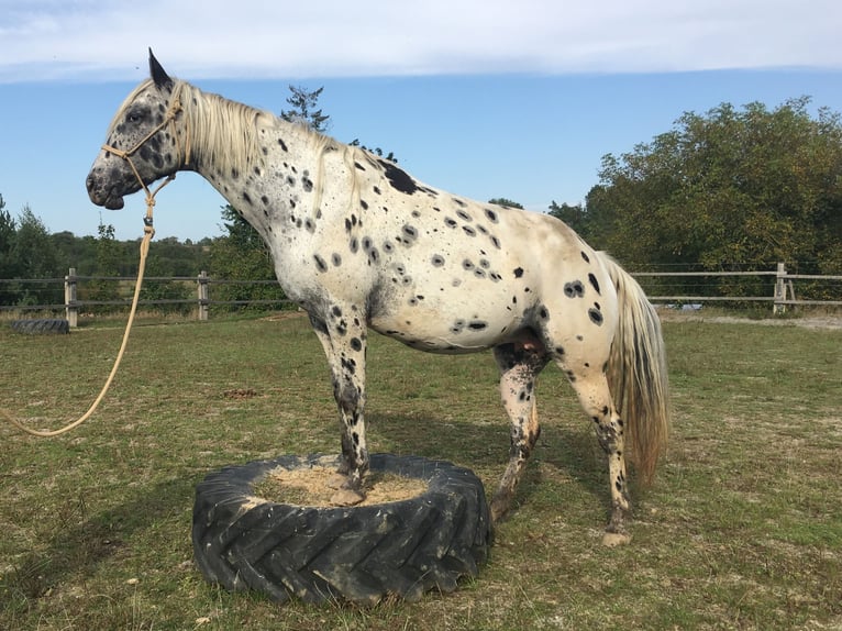 Appaloosa Klacz 6 lat 155 cm Tarantowata in Jestrabi
