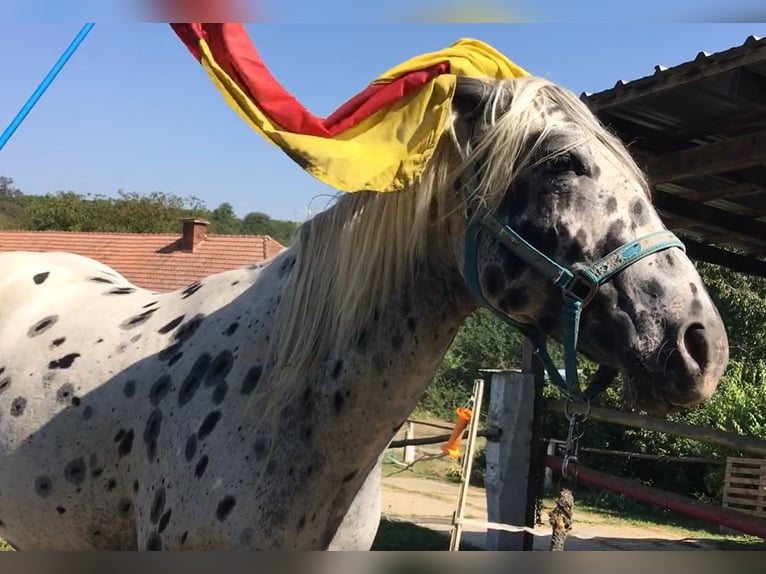 Appaloosa Klacz 6 lat 155 cm Tarantowata in Jestrabi