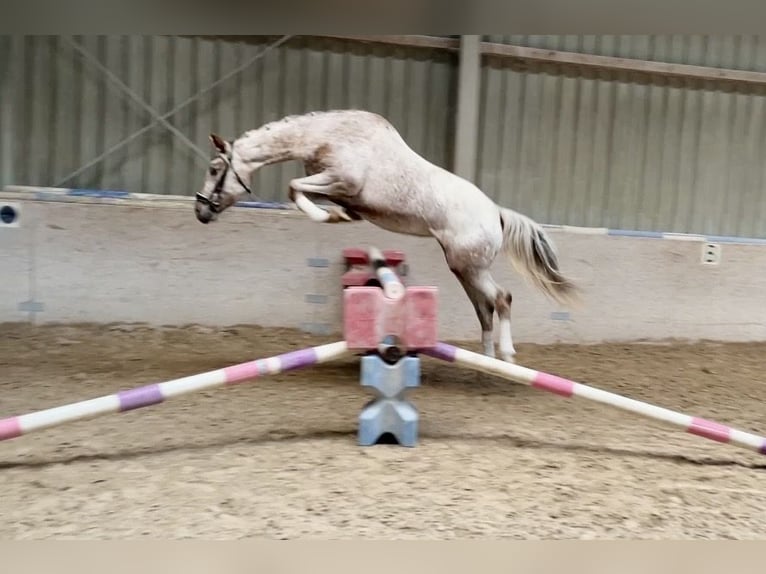 Appaloosa Klacz 6 lat 158 cm Tarantowata in Würzburg